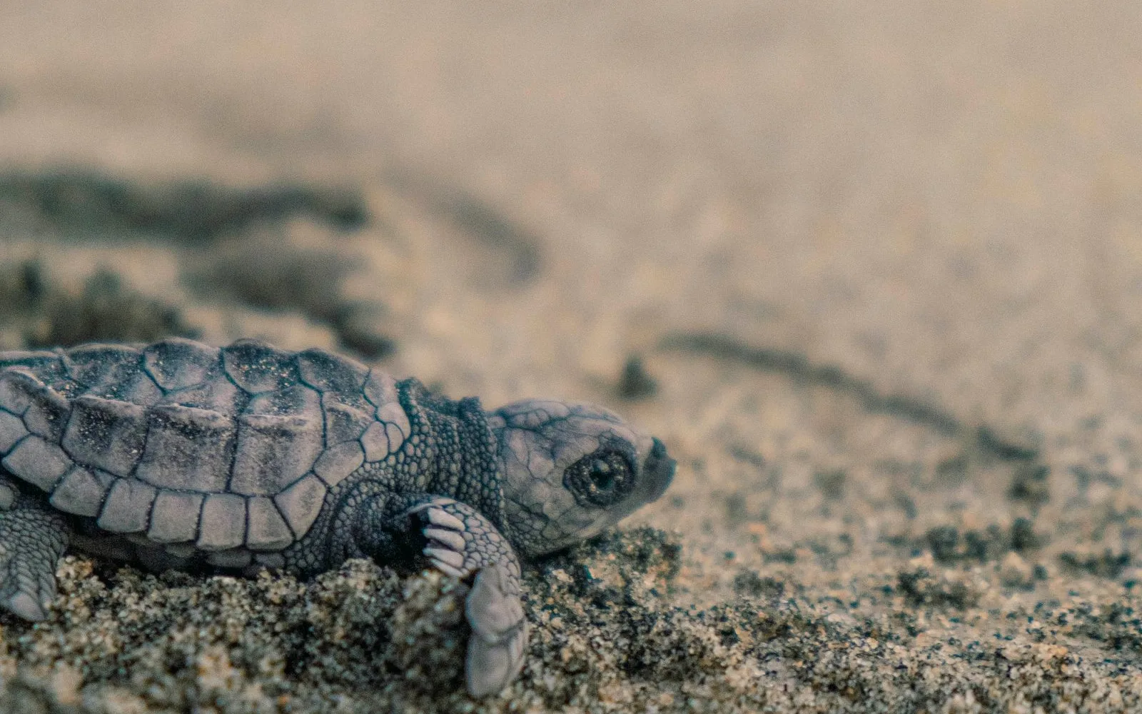 Sea turtle at the Projeto Tamar conservation centre in Praia do Forte