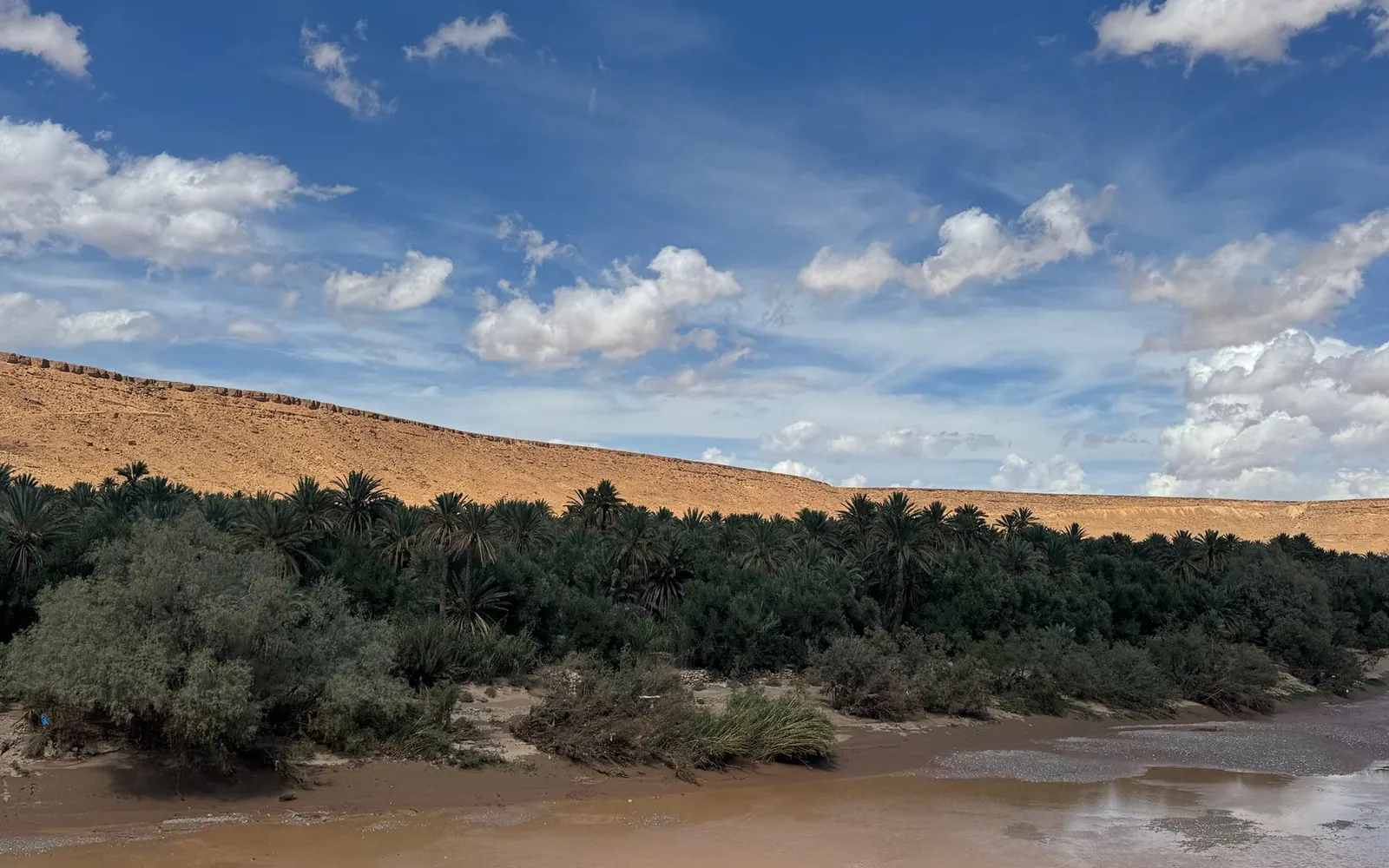 A dense green belt of vegetation between a dune ridge and a shallow lagoon