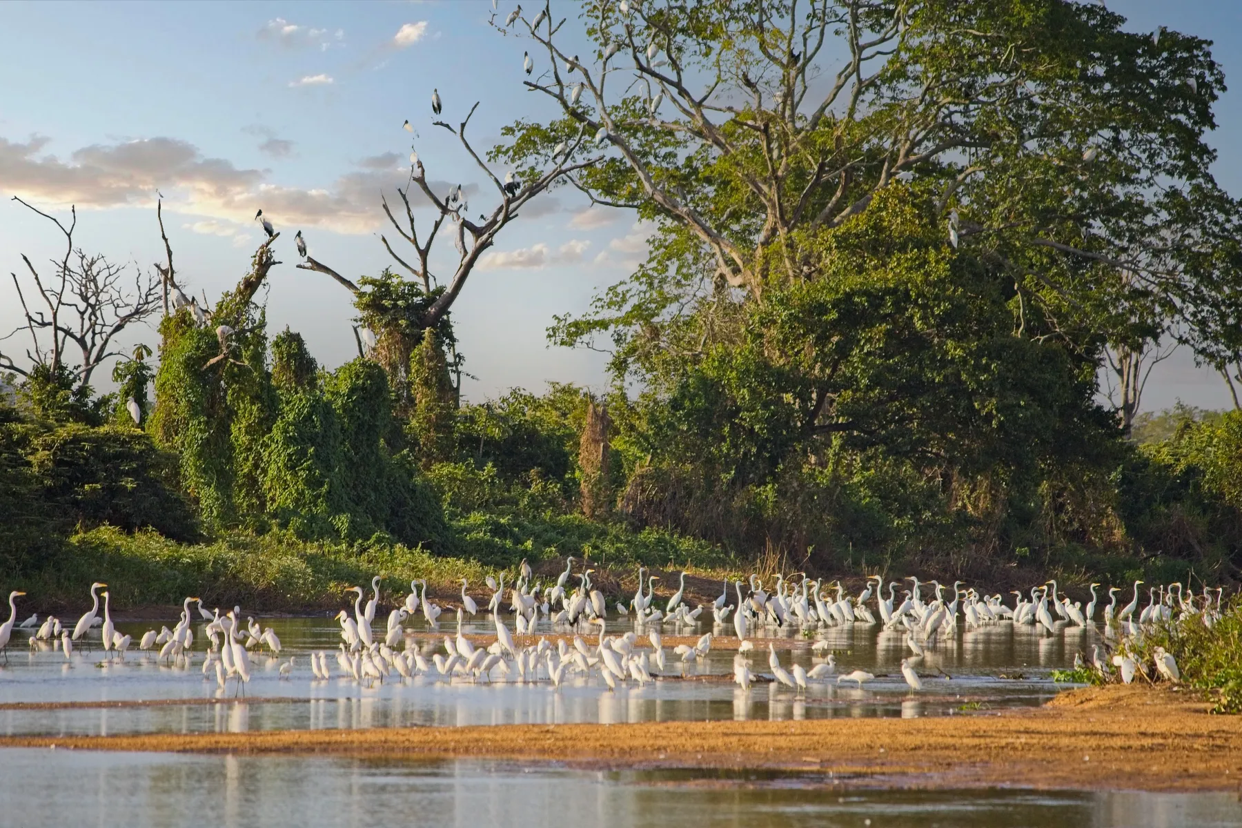 Hundreds of egrets and wading birds gathered along a forested riverbank