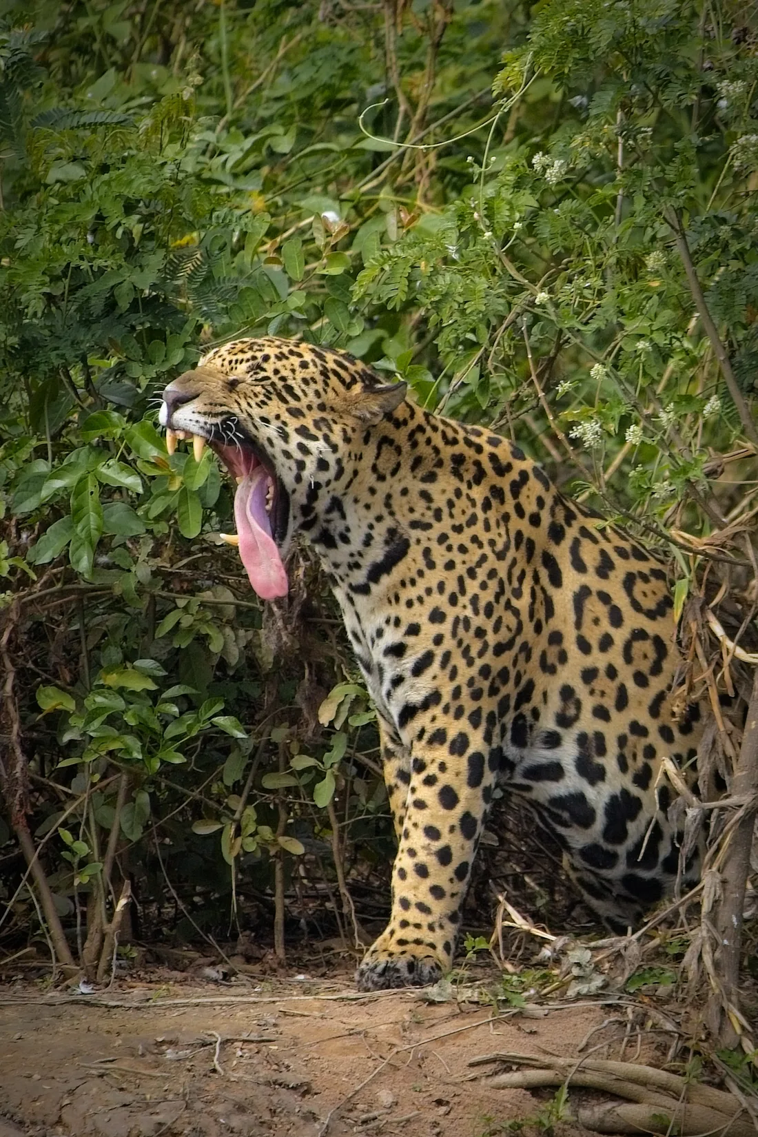 A jaguar yawning wide among dense green riverside vegetation
